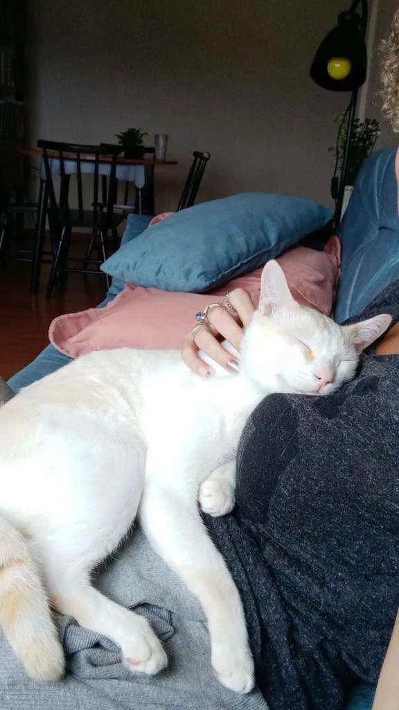 Gato ra a  idade 3 anos nome Leopoldo e Marta