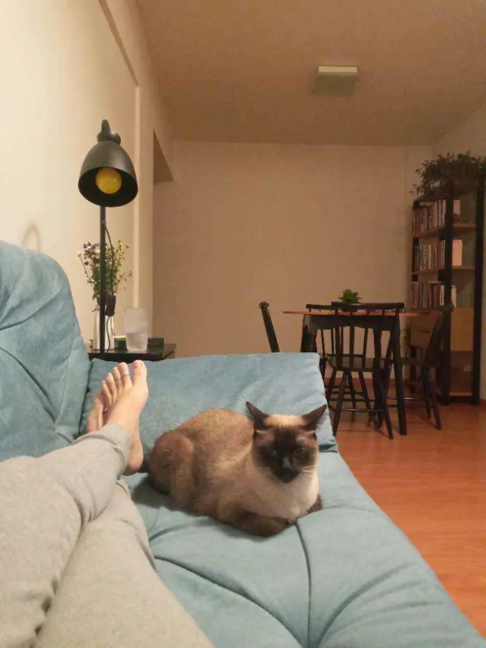 Gato ra a  idade 3 anos nome Leopoldo e Marta