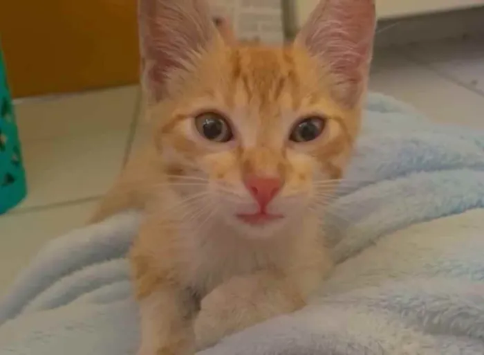 Gato ra a Srd idade 2 a 6 meses nome Ruivinho
