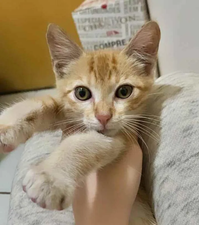 Gato ra a Srd idade 2 a 6 meses nome Ruivinho