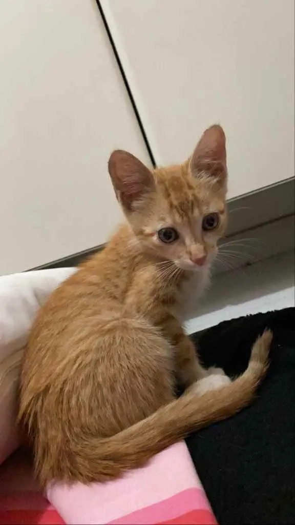 Gato ra a Srd idade 2 a 6 meses nome Ruivinho