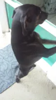 Chokito