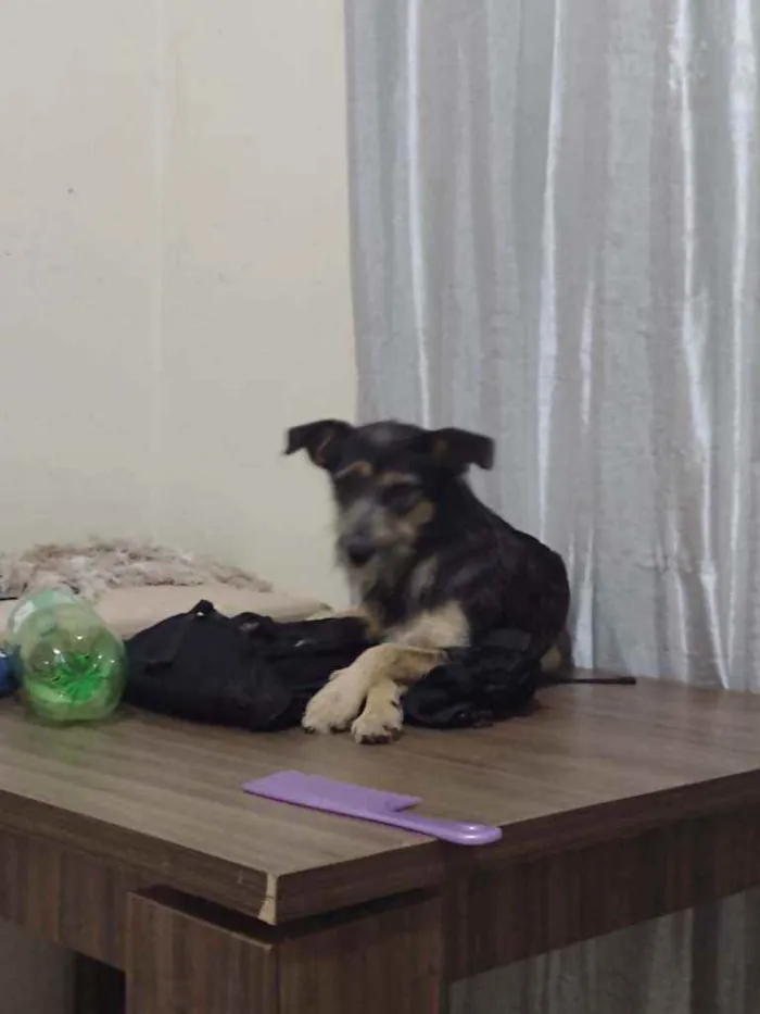 Cachorro ra a SRD idade 1 ano nome Tila