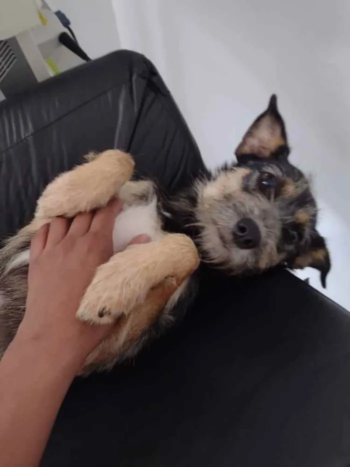 Cachorro ra a SRD idade 1 ano nome Tila