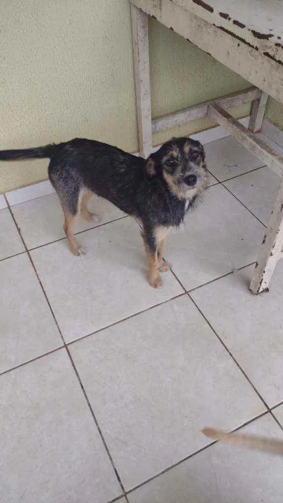 Cachorro ra a SRD idade 1 ano nome Tila