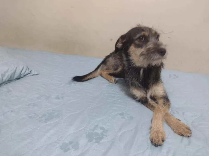 Cachorro ra a SRD idade 1 ano nome Tila