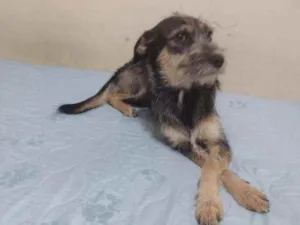 Cachorro raça SRD idade 1 ano nome Tila