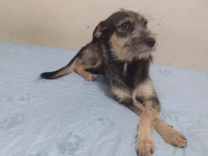 Cachorro ra a SRD idade 1 ano nome Tila