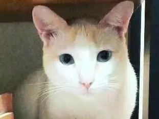 Gato ra a  idade 3 anos nome Leopoldo e Marta