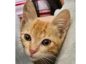 Gato raça Srd idade 2 a 6 meses nome Ruivinho