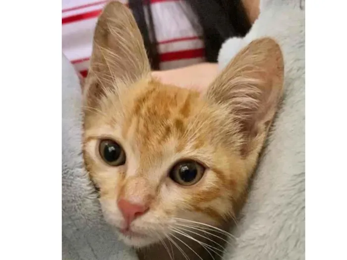 Gato ra a Srd idade 2 a 6 meses nome Ruivinho