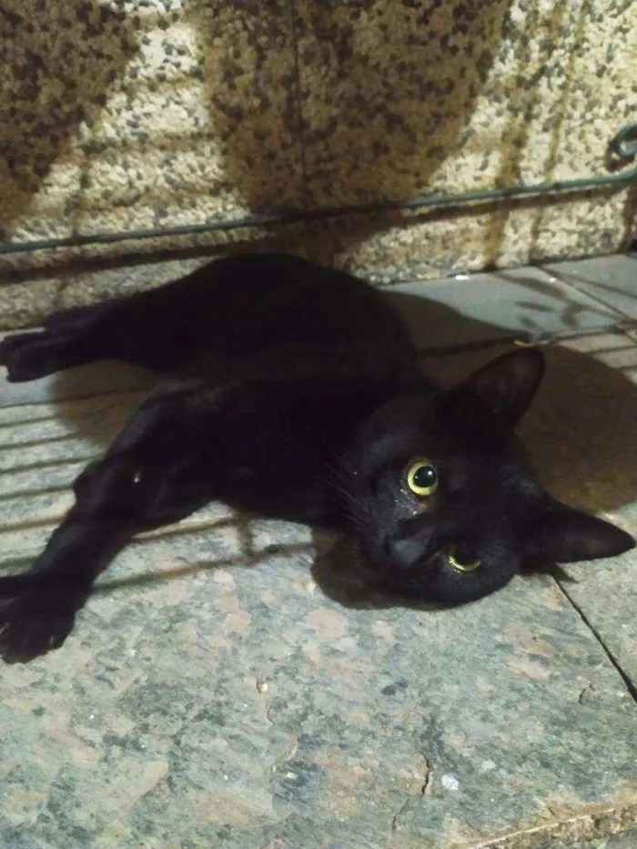 Gato ra a Sem raça definida idade 7 a 11 meses nome Péricles