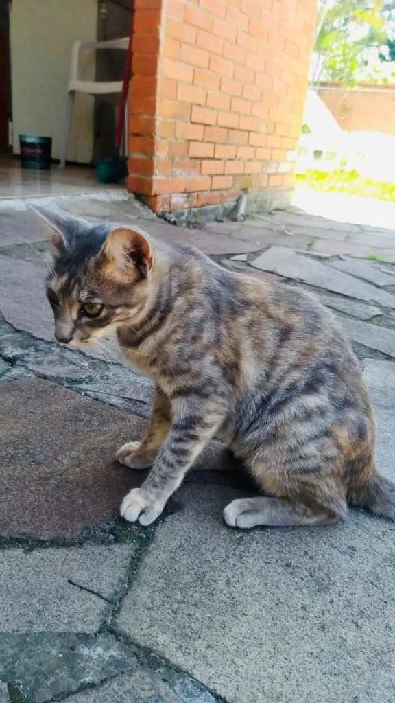 Gato ra a Indefinida  idade 2 a 6 meses nome Juliette