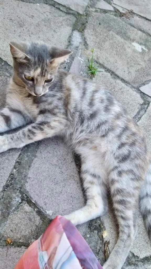 Gato ra a Indefinida  idade 2 a 6 meses nome Juliette