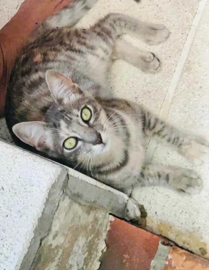 Gato ra a Indefinida  idade 2 a 6 meses nome Juliette