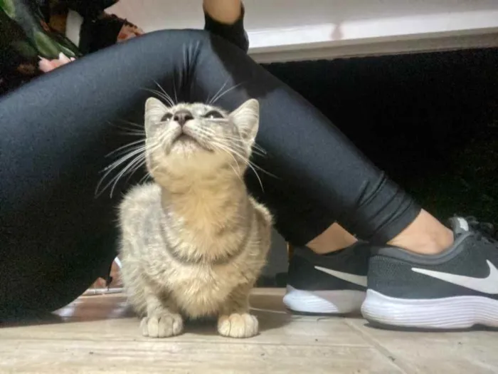 Gato ra a Indefinida  idade 2 a 6 meses nome Juliette