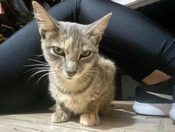 Gato ra a Indefinida  idade 2 a 6 meses nome Juliette