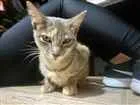 Gato raça Indefinida idade 2 a 6 meses nome Juliette