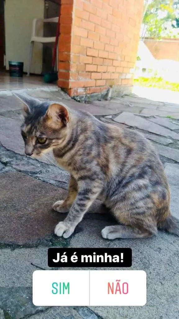 Gato ra a Indefinida idade 2 a 6 meses nome Juliette