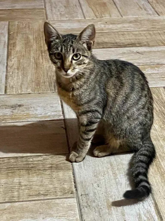 Gato ra a Indefinida idade 2 a 6 meses nome Kiki