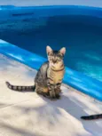 Kiki