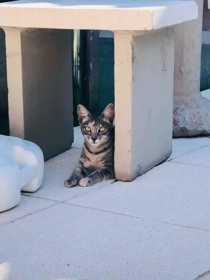 Gato ra a Indefinida idade 2 a 6 meses nome Kiki