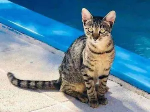 Gato raça Indefinida idade 2 a 6 meses nome Kiki