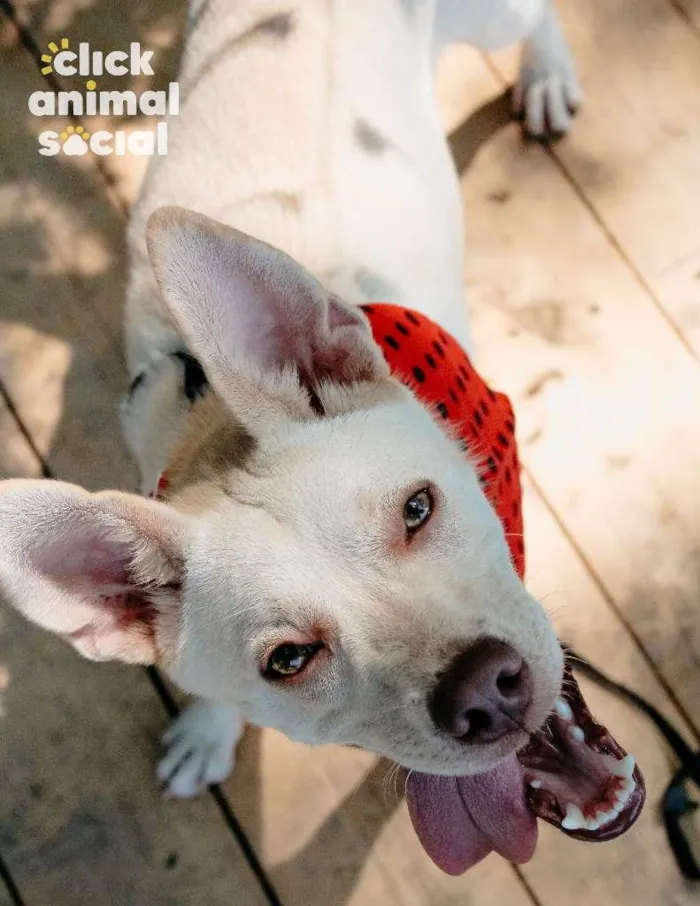 Cachorro ra a SRD-ViraLata idade 7 a 11 meses nome Diana