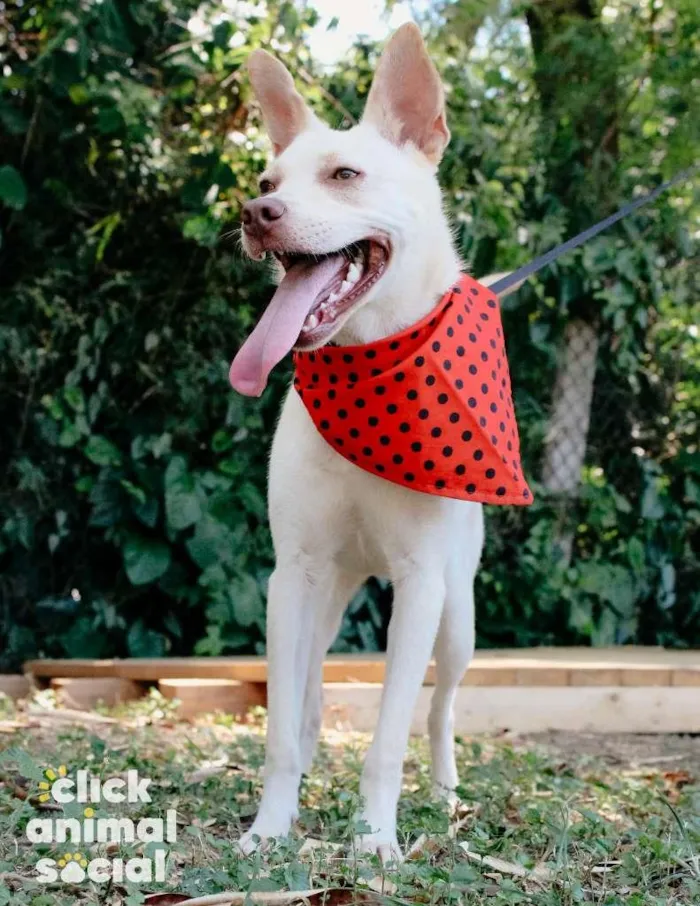 Cachorro ra a SRD-ViraLata idade 7 a 11 meses nome Diana