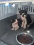 Kit kat