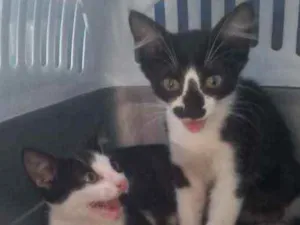 Gato raça Vira-lata  idade Abaixo de 2 meses nome Kit kat