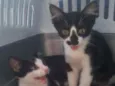 Kit kat