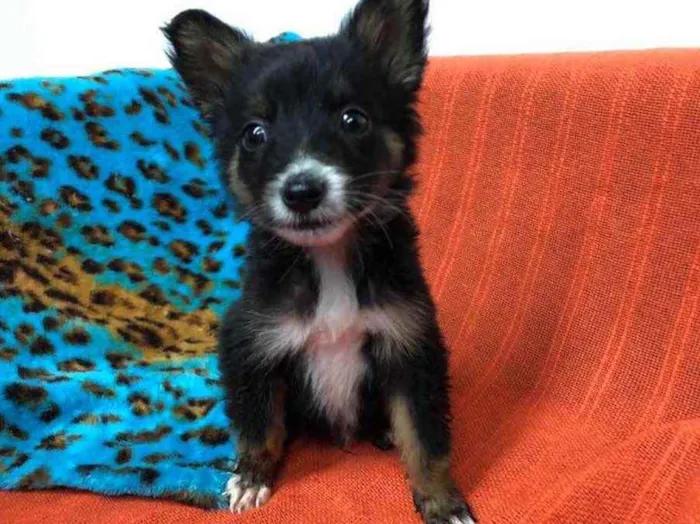 Cachorro raça Sem Raça Definida idade Abaixo de 2 meses nome Sem nome