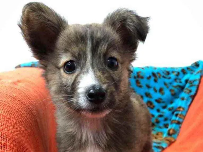 Cachorro raça Sem Raça Definida idade Abaixo de 2 meses nome Sem nome