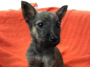 Cachorro raça Sem Raça Definida idade Abaixo de 2 meses nome Sem nome