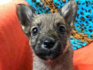 Cachorro raça Sem Raça Definida idade Abaixo de 2 meses nome Sem nome