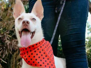 Cachorro raça SRD-ViraLata idade 7 a 11 meses nome Diana