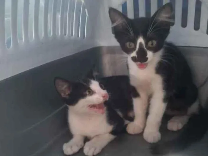 Gato ra a Vira-lata  idade Abaixo de 2 meses nome Kit kat