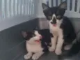 Kit kat