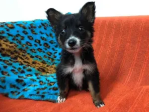 Cachorro raça Sem Raça Definida idade Abaixo de 2 meses nome Sem nome