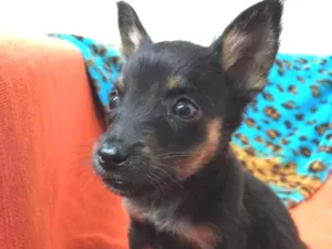 Cachorro raça Sem Raça Definida idade Abaixo de 2 meses nome Sem nome