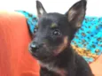 Cachorro raça Sem Raça Definida idade Abaixo de 2 meses nome Sem nome