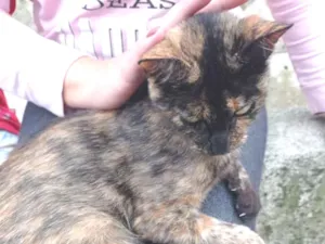 Gato raça SRD idade 7 a 11 meses nome Estela