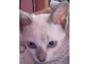 Gato raça SRD idade 2 a 6 meses nome Luna