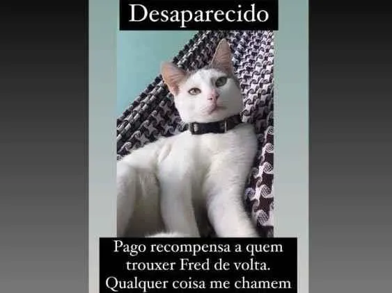 Gato ra a Não possui idade 1 ano nome Fred