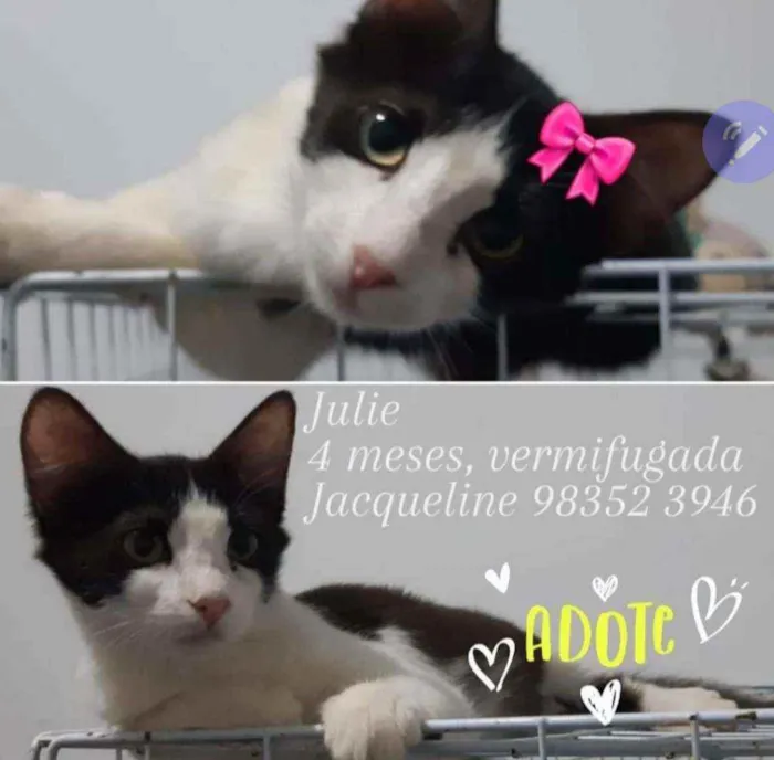 Gato ra a SRD idade 2 a 6 meses nome Julie