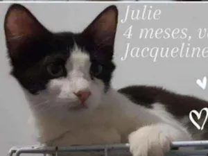 Gato raça SRD idade 2 a 6 meses nome Julie