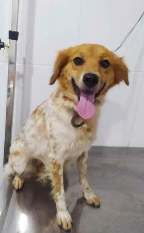 Cachorro raça  idade 3 anos nome Ritinha