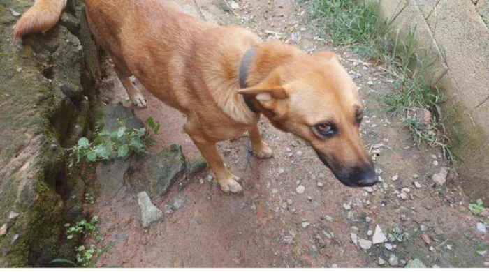 Cachorro ra a Pastor alemão  idade 3 anos nome Sidnei 