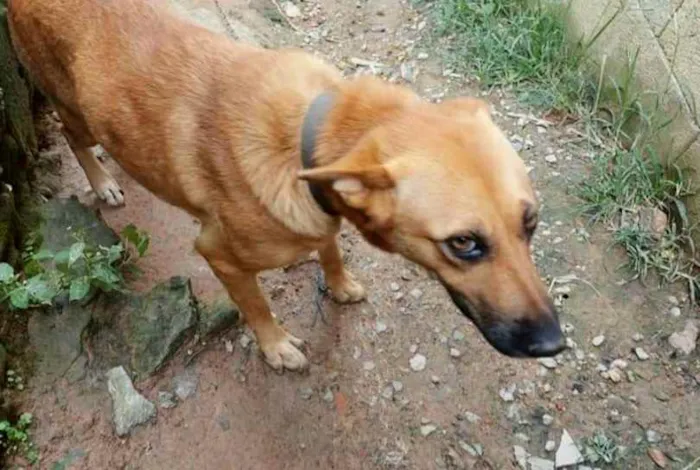 Cachorro ra a Pastor alemão  idade 3 anos nome Sidnei 